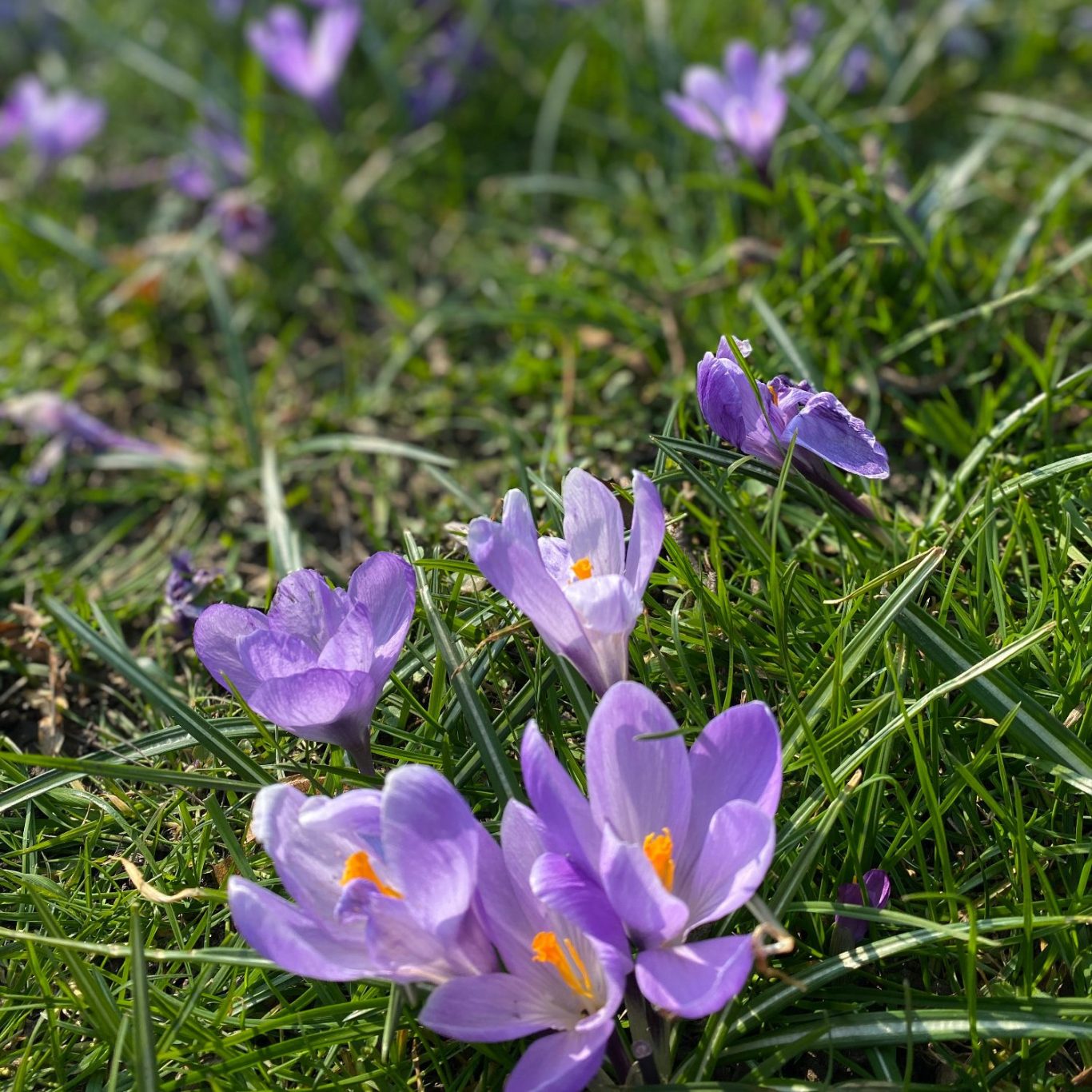 Bunte Trockenblumen mit Kerzen und unscharfen Lichtern im Hintergrund.